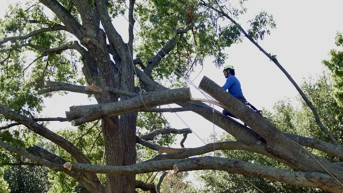 Professional Hazardous Tree Removal performed by certified arborists in Virgil