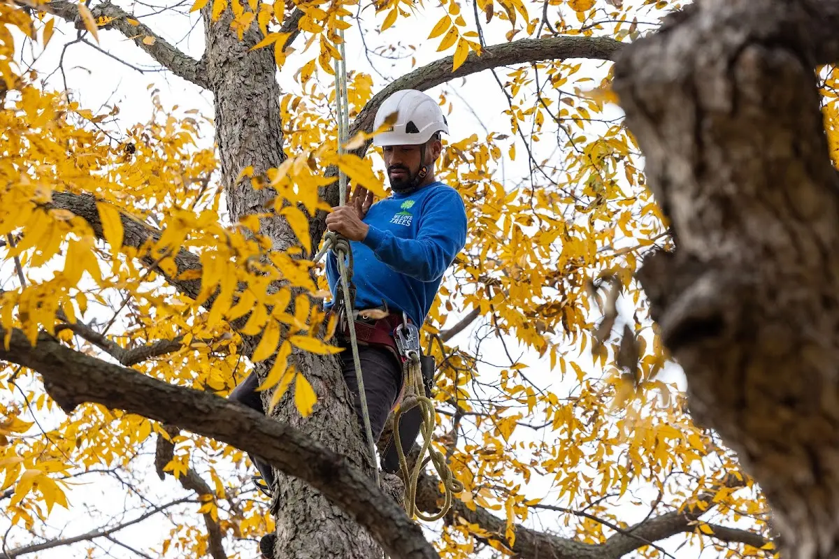 Skilled Emergency Tree Service crew working in Virgil
